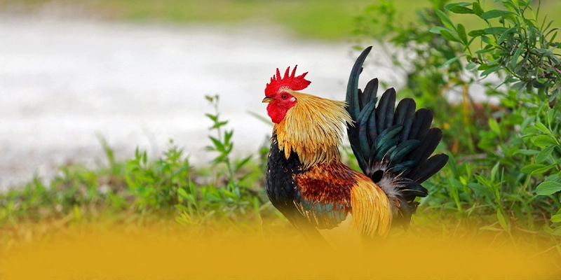 SUNWIN - Đánh giá tổng thể một cách tổng quan. SUNWIN - Đánh giá tổng thể một cách tổng quan.